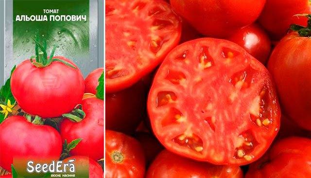 Характеристика и описание сорта томата алеша попович, его урожайность
