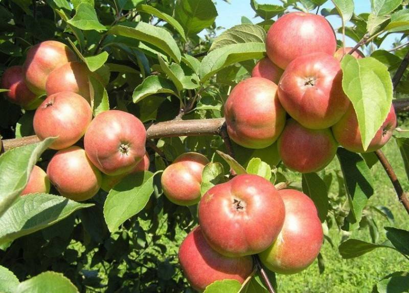 Сорт яблони коваленковское – сладкий гость из белоруссии