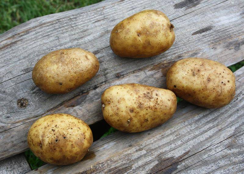 Описание и характеристика картофеля сорта елизавета, особенности его выращивания
