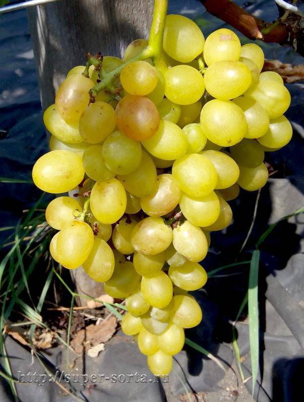 ✅ описание сорта винограда тасон, основные характеристики и сравнение с другими сортами