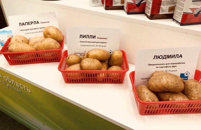 Сорт картофеля лилея: характеристика, описание с фото, отзывы