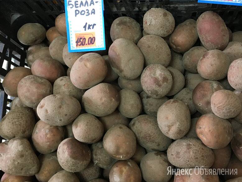 Беллароза: описание семенного сорта картофеля, характеристики