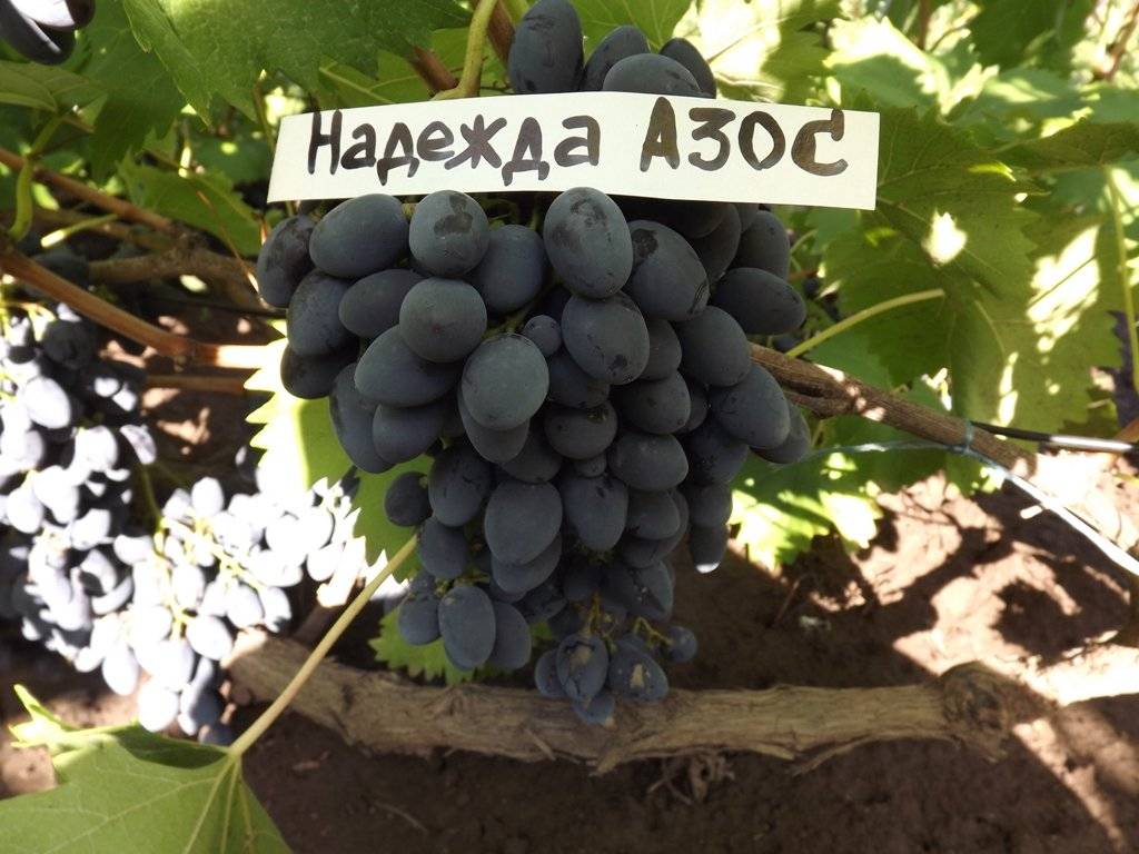 Сорт винограда надежда азос