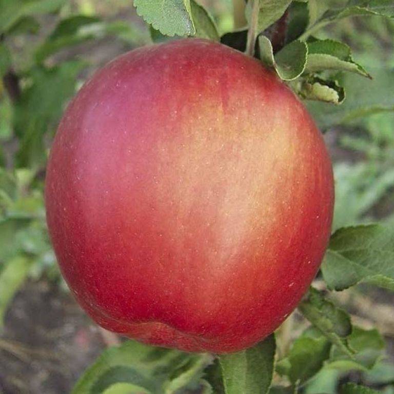 Чем так хорош сорт яблок «лигол»
