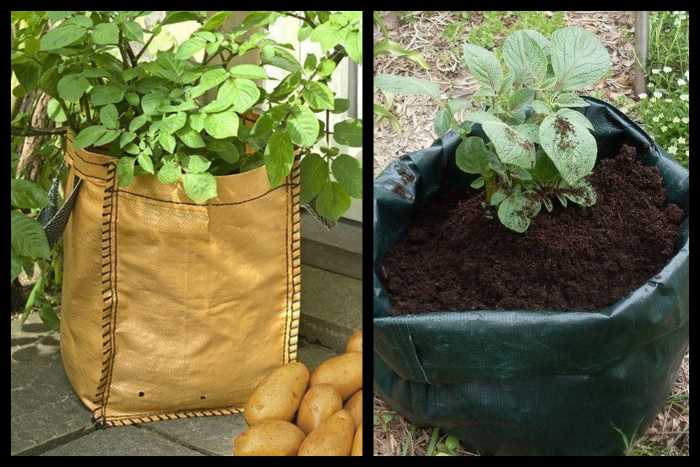 Выращивание картошки в мешке: 3 способа, инструкция, технология