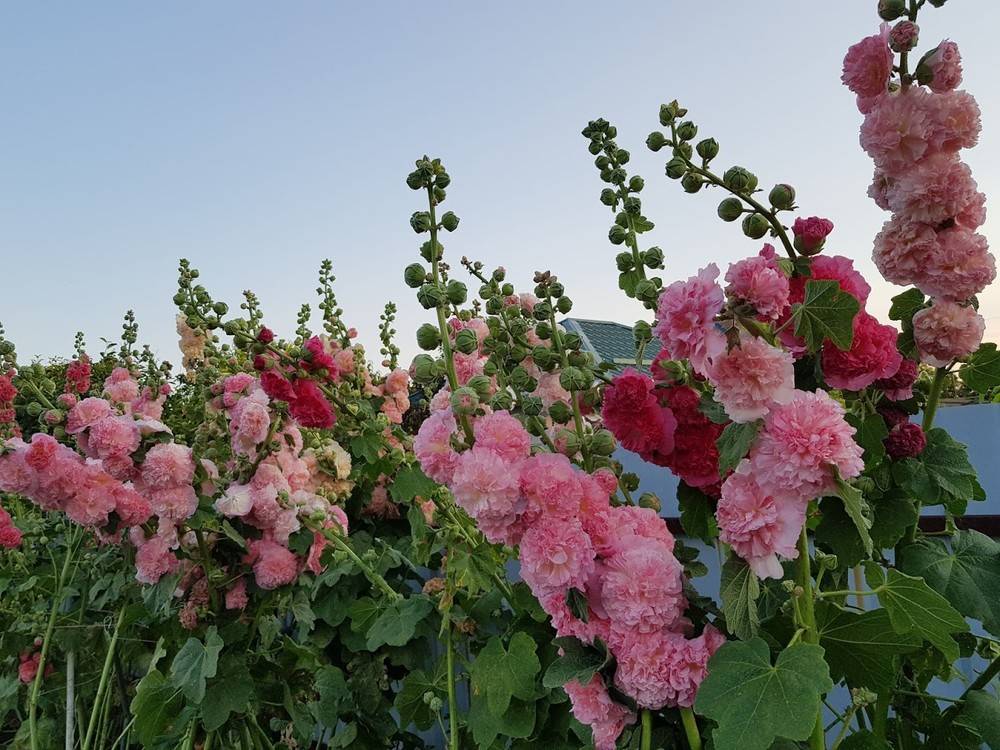 Шток-роза: выращивание из семян, когда сажать, особенности полива, советы опытных садоводов - sadovnikam.ru