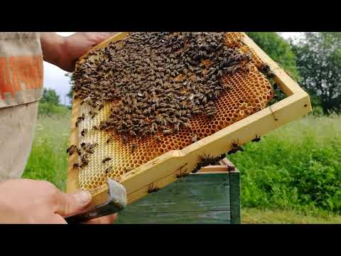 Правила и нормы содержания пчел: как жить в мире с соседями | пчеловодство | пчеловод.ком