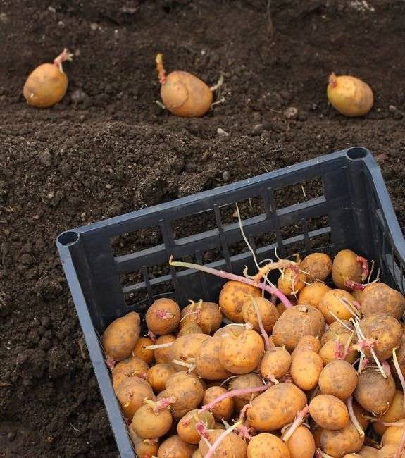 Посадка картофеля в открытый грунт весной — когда сажать картофель в открытый грунт весной — про огород