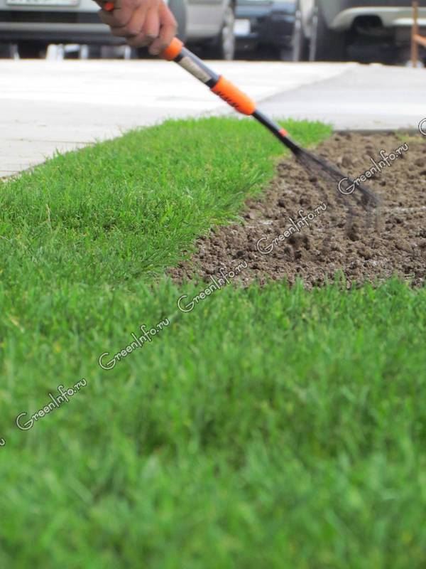Как правильно сеять газон своими руками: пошаговая инструкция | +видео