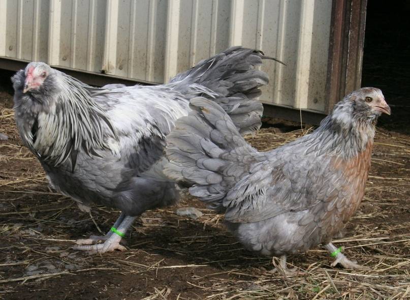 Куры породы амераукана — куры несущие голубые яйца