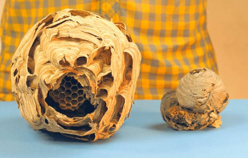 Гнездо шершней — из чего и как строится, выбор места, методы борьбы с гнездами и жалящими насекомыми