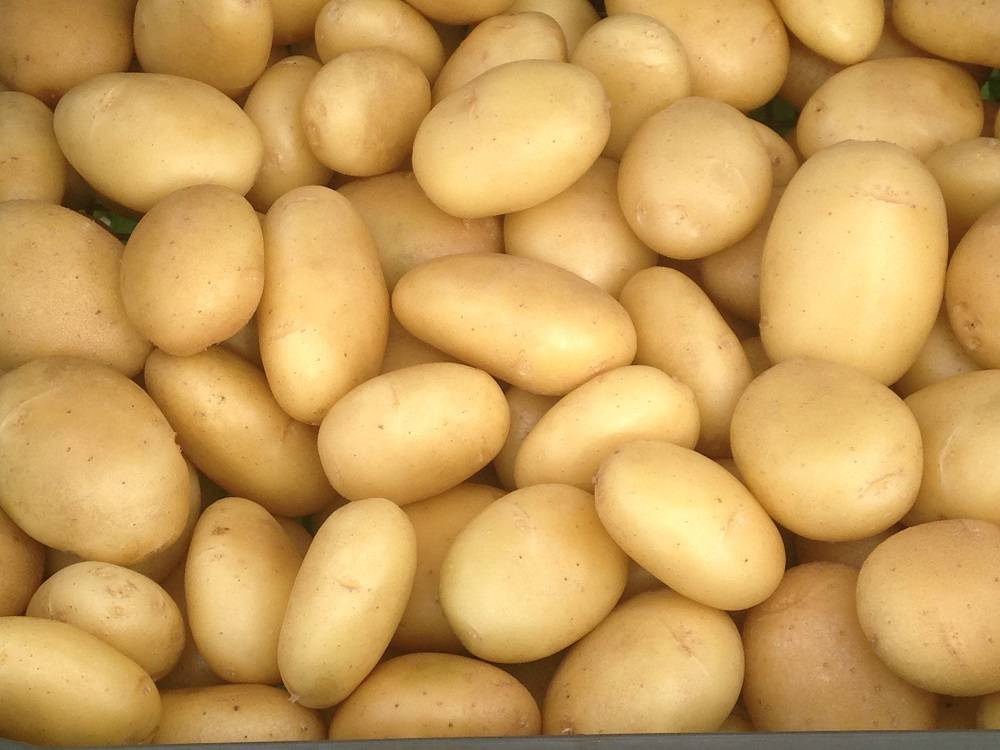 Люкс: описание семенного сорта картофеля, характеристики, агротехника