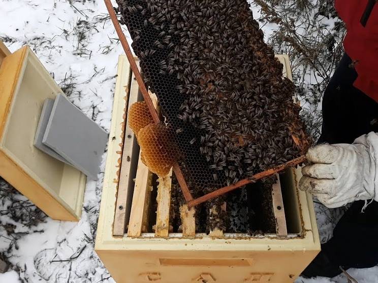 Сборка пчелиных гнезд на зиму
