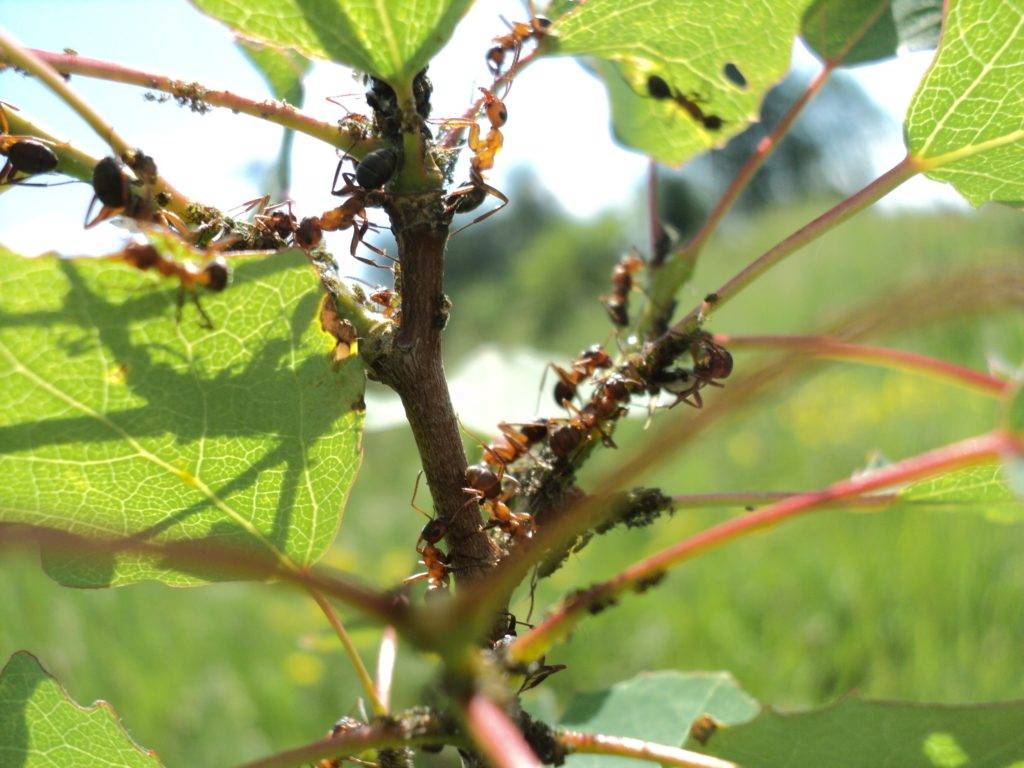 Как бороться с муравьями на смородине: как вывести народными средствами