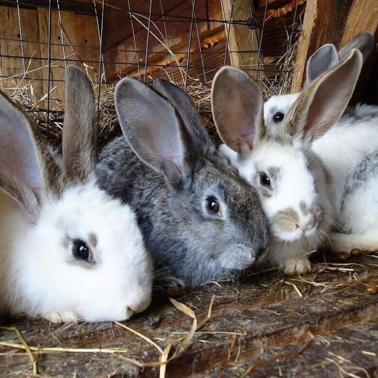 Породы кроликов: разновидности, фото, описание