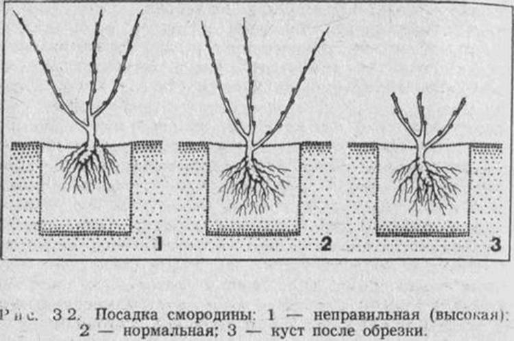 Осенняя посадка саженца смородины (черной, красной, белой)