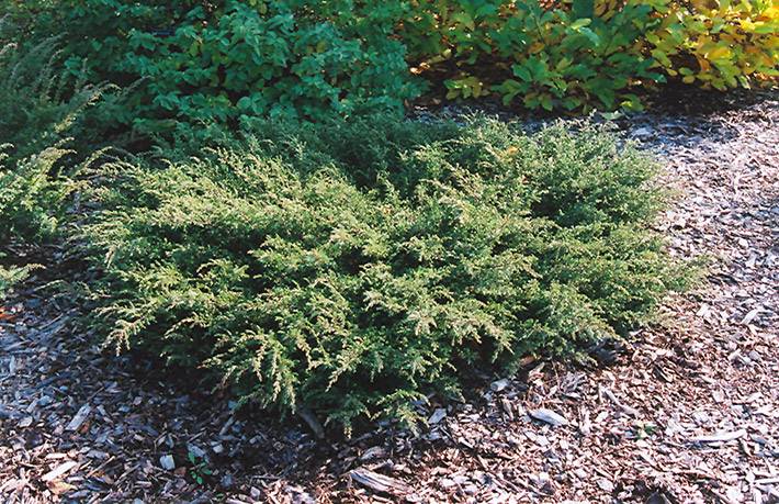 Можжевельник обыкновенный репанда (juniperus communis repanda)