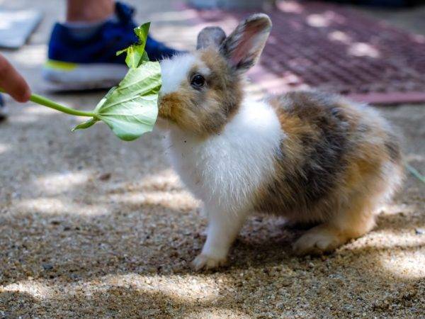 Можно ли кроликам люпин: как давать и в каком количестве