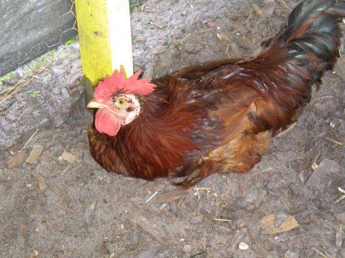 Ветеринария домашней птицы | аденовирусный гидроперикардит цыплят-бройлеров