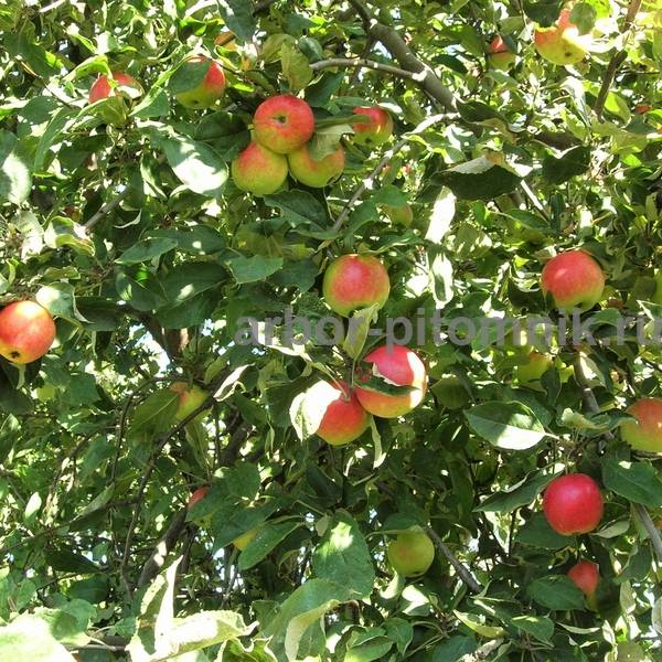 Яблоня пепин шафранный: описание сорта, уход за яблоней, профилактика болезней