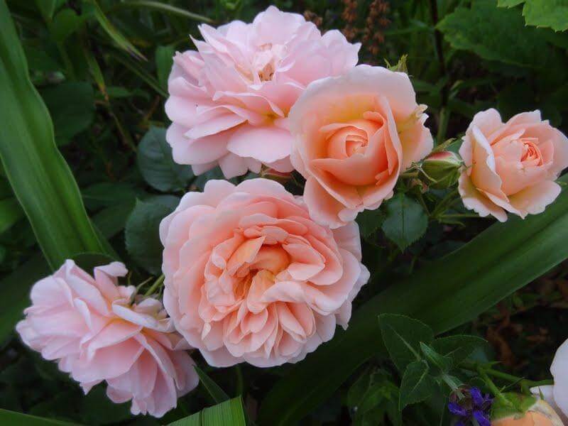 Сорт розы гейша: фото, описание
