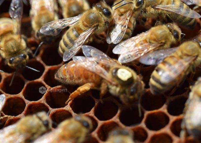 Порода пчел бакфаст из германии: характеристики, недостатки, отзывы