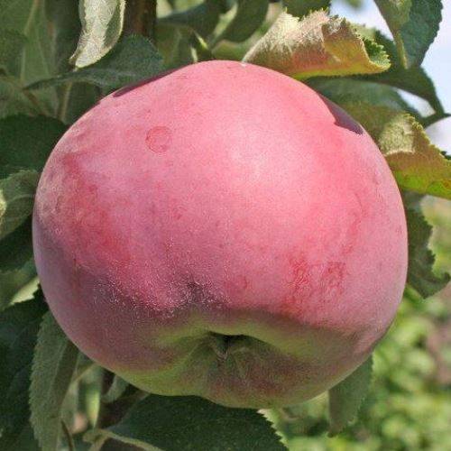 Один из самых популярных и урожайных сортов — колоновидная яблоня «останкино»