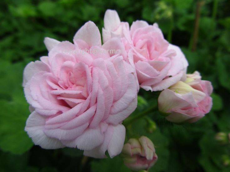 Пеларгония millfield rose: рекомендации по уходу и выращиванию