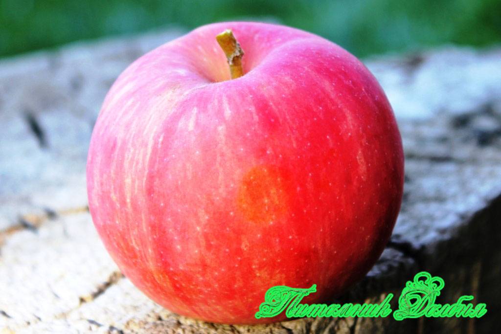 О яблоне экранное, характеристики сорта, агротехника выращивания, урожайность
