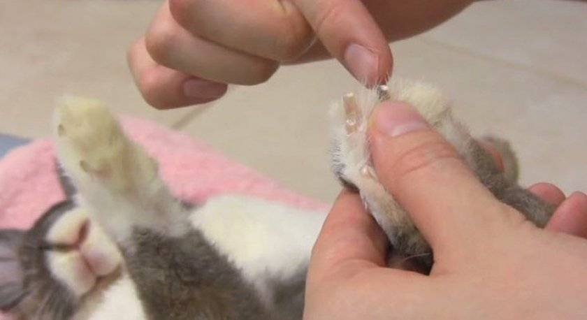 Как правильно подстричь когти декоративным кроликам в домашних условиях
