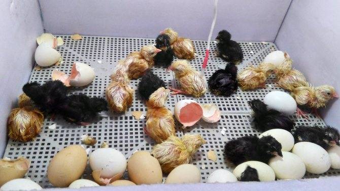 Можно ли помогать цыплятам вылупляться в инкубаторе: цыпленок вылупился с кишками наружу