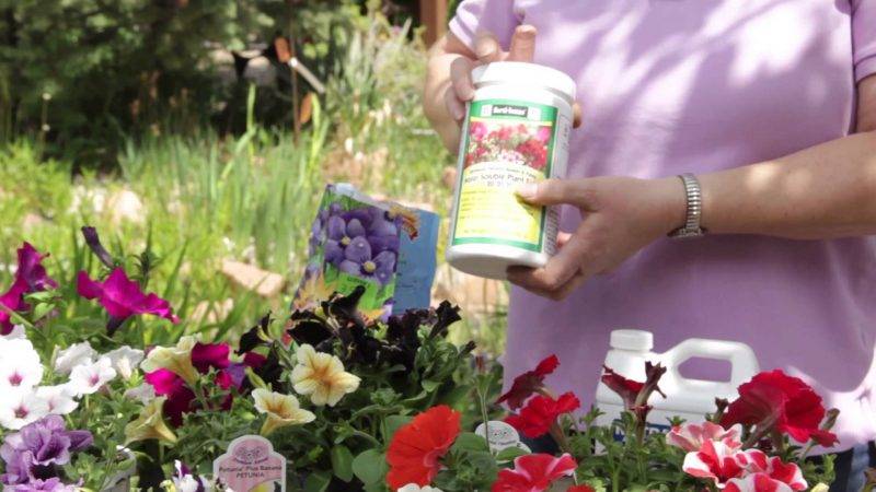 Чем подкормить рассаду петунии, цветущую петунию — народные средства, удобрения, витамин b12: советы садоводов