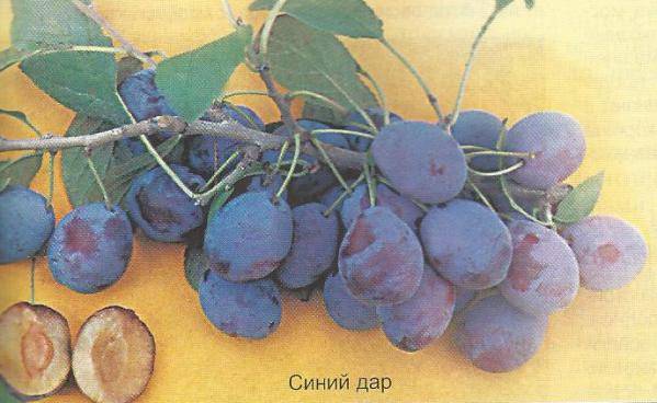 Надёжный сорт для русского сада — слива «синий дар»