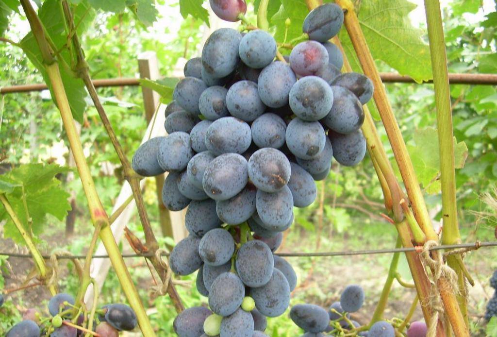 Супер ранние сорта винограда для средней полосы 2021