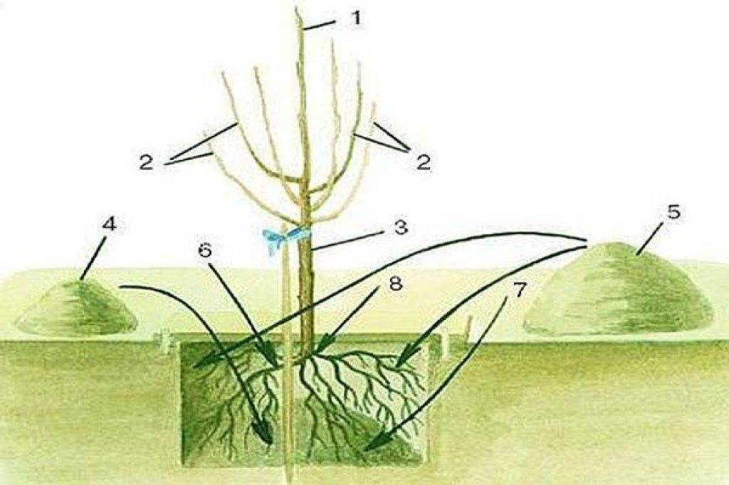Как правильно посадить вишню весной?: характеристики, свойства, методы