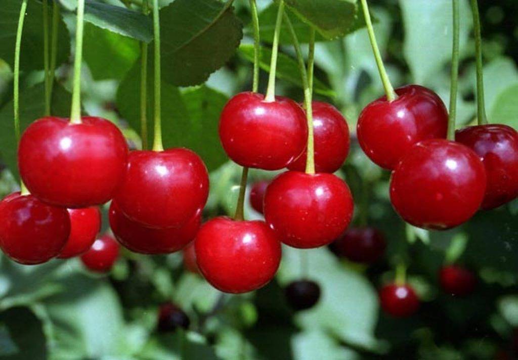 15 лучших сортов вишни для средней полосы россии
