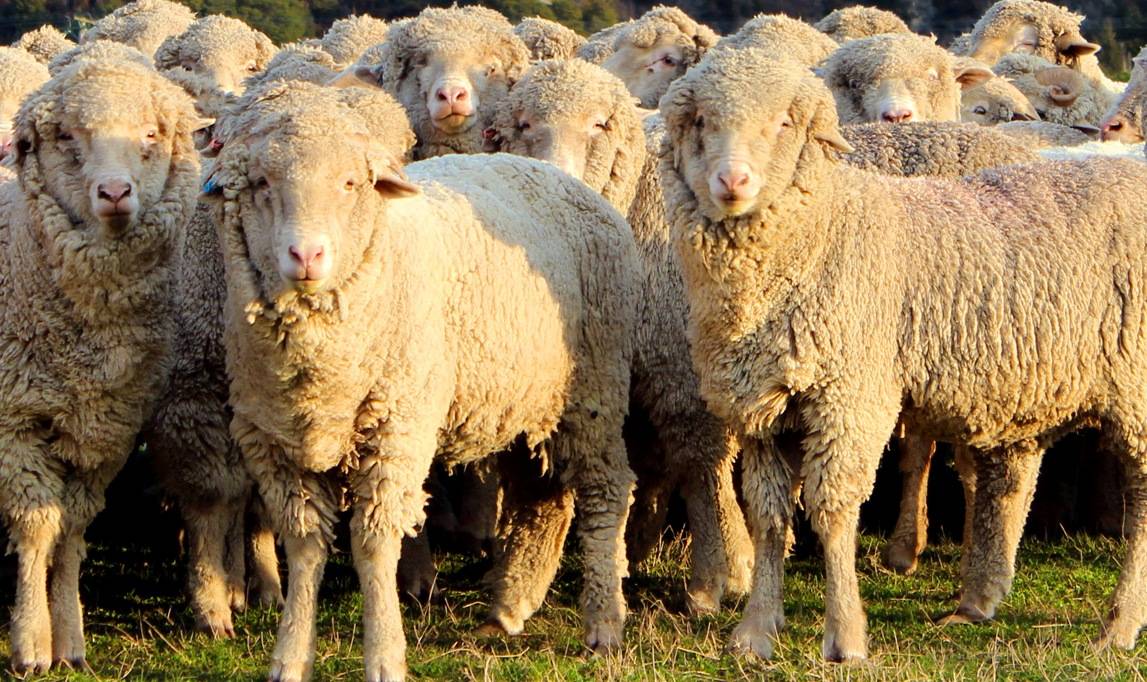 Мясные породы овец в россии. разведение овец мясной породы :: syl.ru