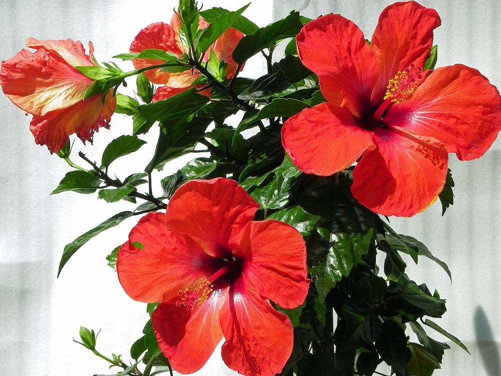 Китайская роза или гибискус: уход в домашних условиях. потребности цветка – подкормки, полив, размножение