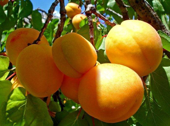 ✅ об абрикосе медовый: описание и характеристики сорта, посадка, уход, выращивание