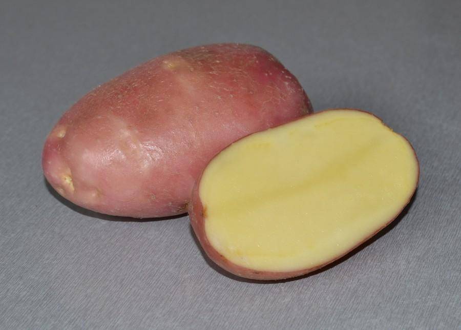 Сорт картофеля накра: фото, характеристика, отзывы