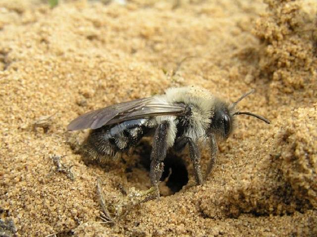 Как избавиться от земляных пчел на участке