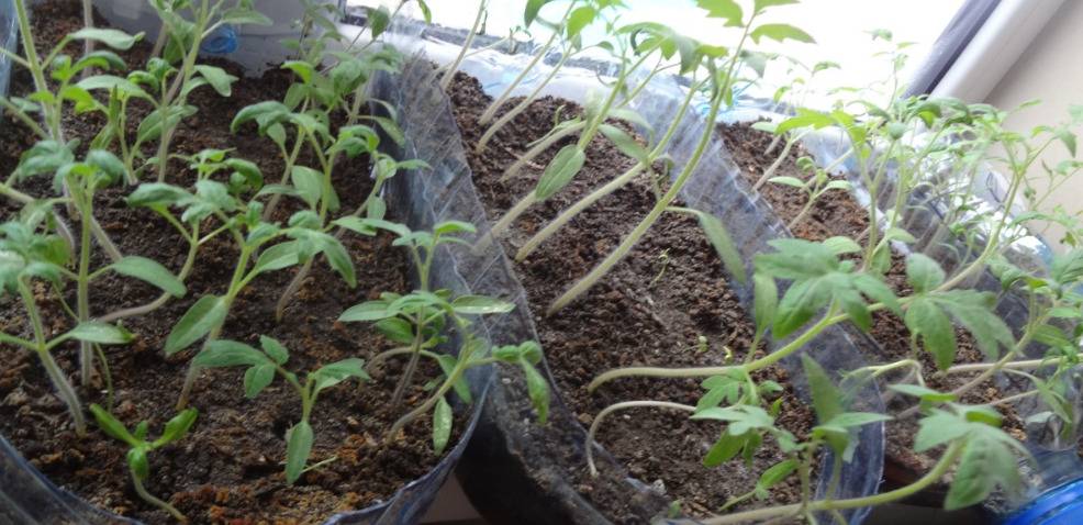 Помидоры на балконе - выращивание в пластиковых бутылках: фото пошагово, видео