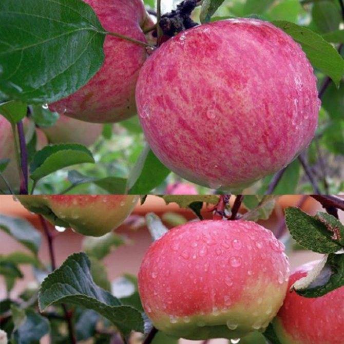 О яблоне авенариус: описание сорта, характеристики, агротехника, выращивание