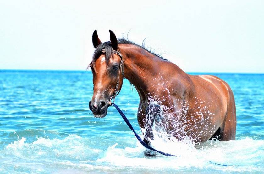 ✅ умеют ли лошади плавать - plus48.ru
