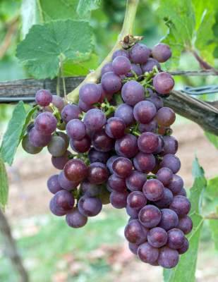 Сорт винограда шардоне (chardonnay): описание, характеристики, история, вкус, аромат | я люблю вино