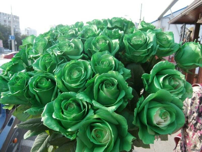 Зеленые розы: описание, сорта, посадка и уход, фото