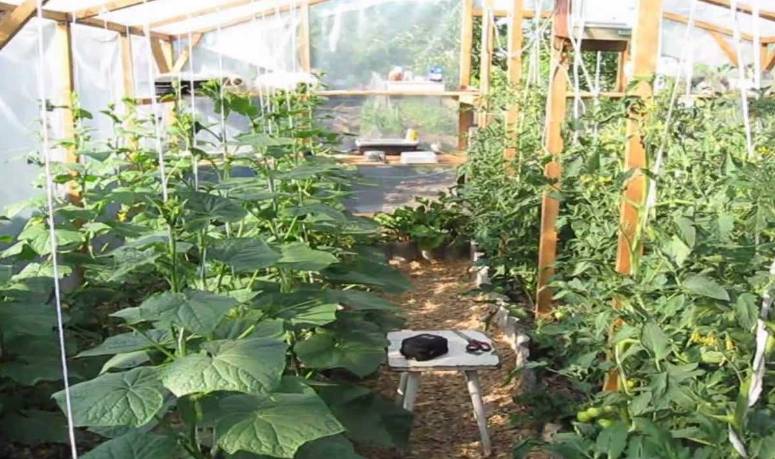 Как вырастить огурцы и помидоры в одной теплице? | огородник