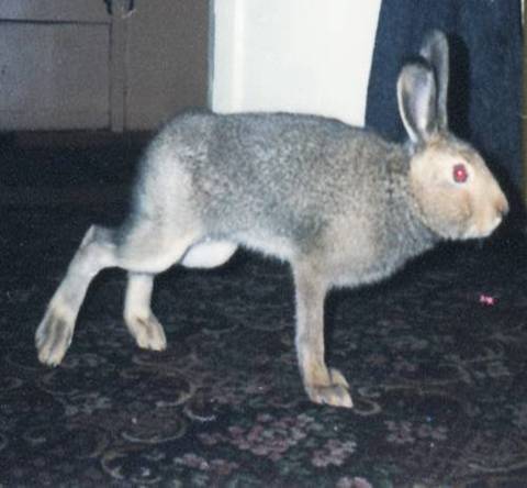 Кролики стучат задними лапами: язык тела и поведение, почему и что это значит