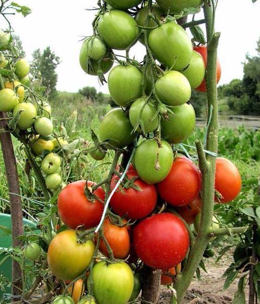 Высокорослые томаты: лучшие сорта для открытого грунта, как надо сажать и выращивать