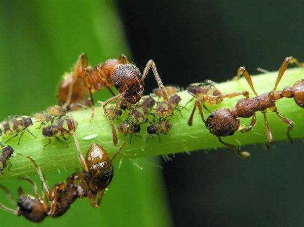 Как избавиться от муравьев в теплице с огурцами: что делать?
